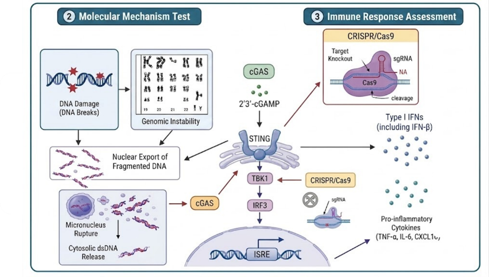 Molecular Mechanism Test