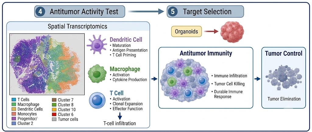 Antitumor Activity Test